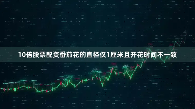 10倍股票配资番茄花的直径仅1厘米且开花时间不一致